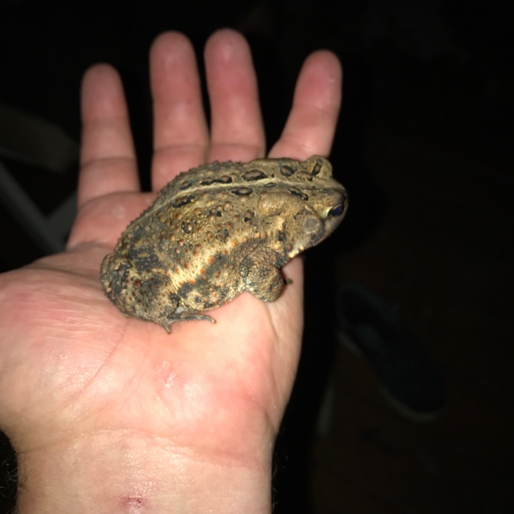 Meet your Posher, Joe